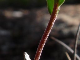 Glumicalyx montanus more stem than leaves